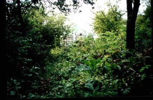 Berdichev Cemetery before cleanup
