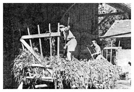 Sos613c.jpg [33 KB] - Agricultural training on the Zionist youth kibbutz