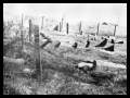 Zag463s.jpg [3 KB]