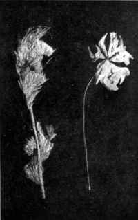 mire007.jpg
