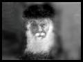 Zag274bs.jpg [2 KB]