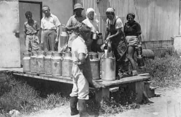 Distribution of milk at the dairy